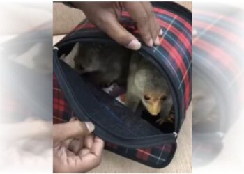 Chennai Customs Seized live animals