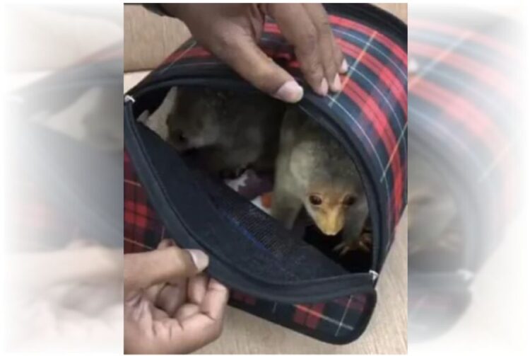 Chennai Customs Seized live animals