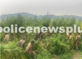 Drug Eradication Campaign Success