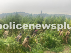 Drug Eradication Campaign Success