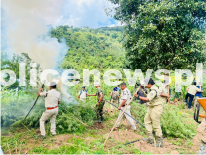 Cannabis Raid Success