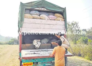 Check posts to Stop Cattle Smuggling