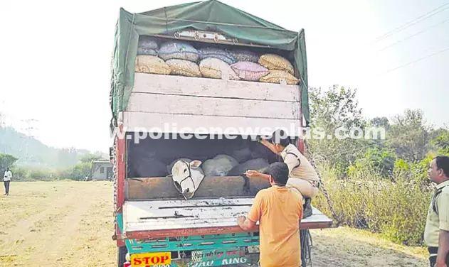 Check posts to Stop Cattle Smuggling