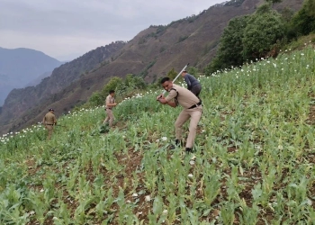 Purola Opium Farms Destroyed; FIRs Registered