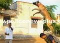 Rajasthan Police Dog Squad Honored