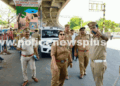 Traffic Inspection Held to Ease Congestion