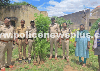 Excise Officials Bust Marijuana Cultivation