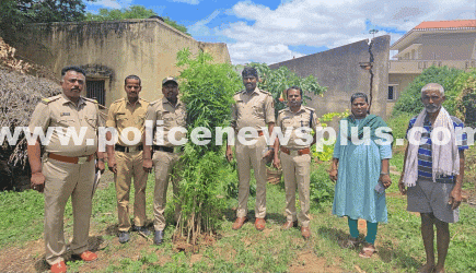 Excise Officials Bust Marijuana Cultivation